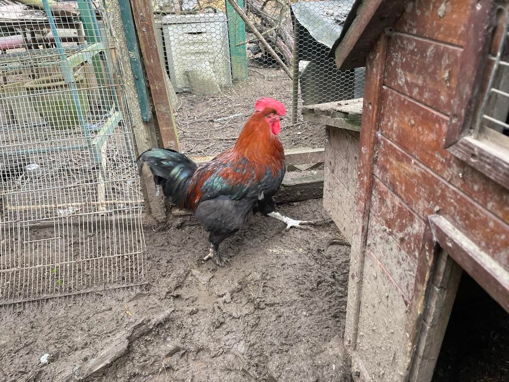 Te koop jinge Marans haan, Dieren en Toebehoren, Pluimvee, Mannelijk, Kip