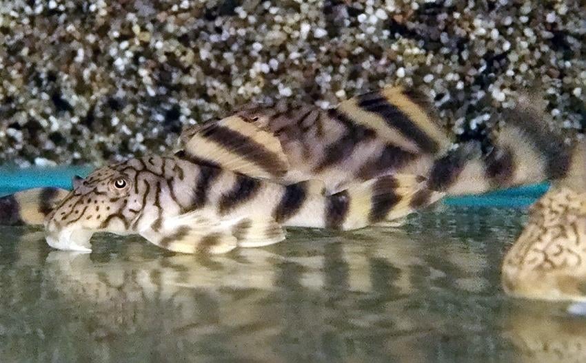 L-Nummers: L135 Peckoltia braueri, Dieren en Toebehoren, Vis, Zoetwatervis