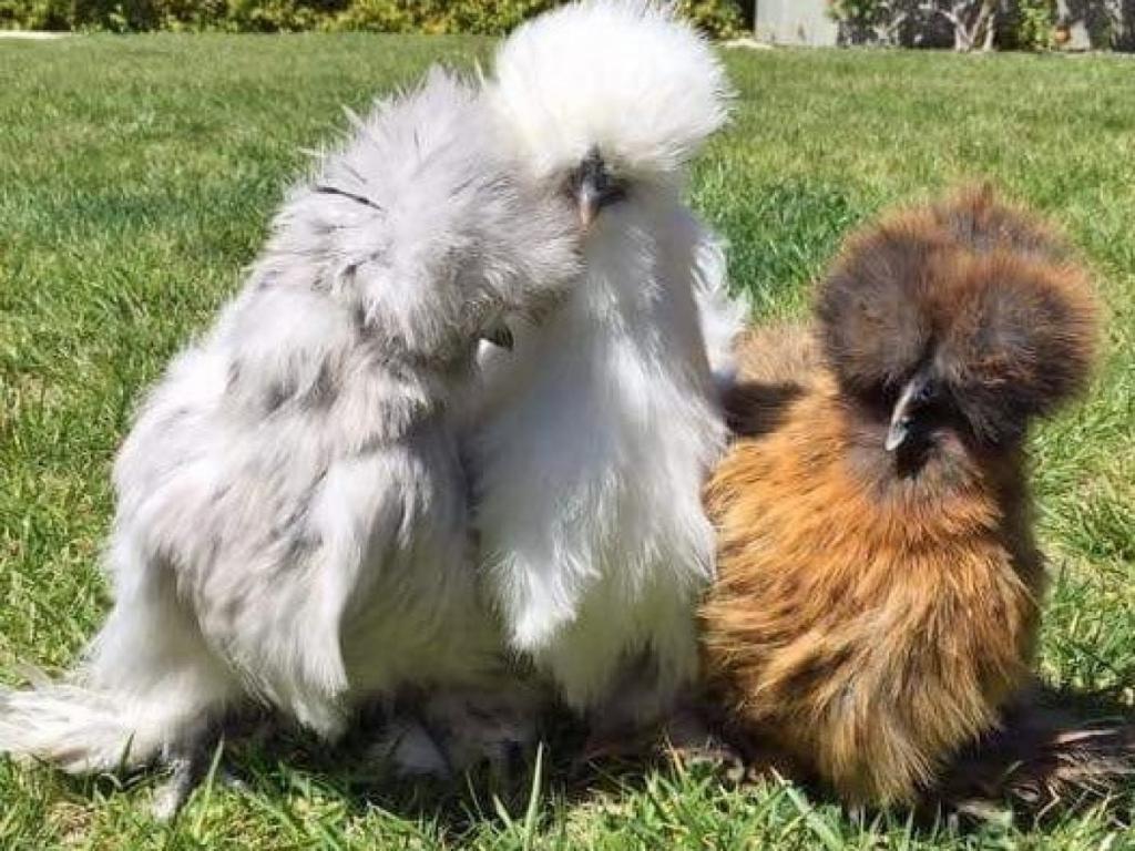 Zijdehoender hennen - diverse kleuren, Dieren en Toebehoren, Pluimvee, Vrouwelijk, Kip