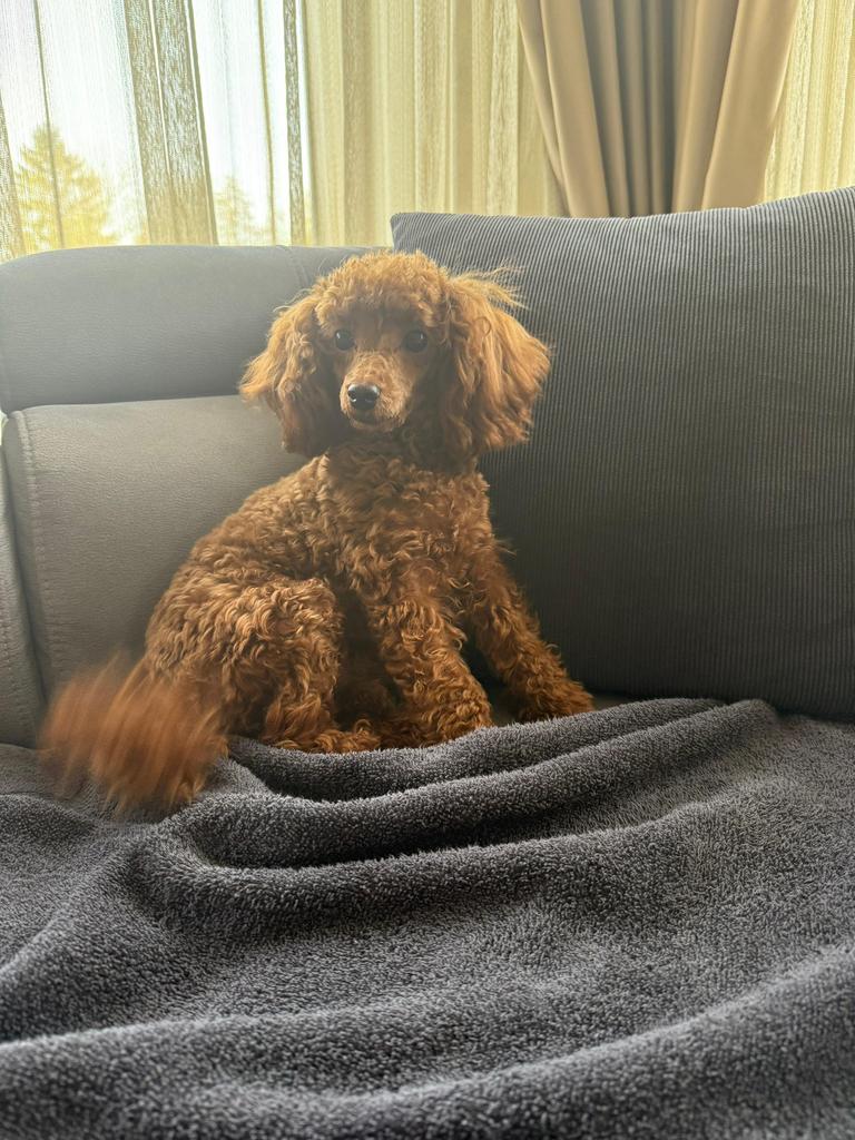 Toy poedel teefje, Dieren en Toebehoren, Poedel, Parvo, 15 weken tot 1 jaar, Teef