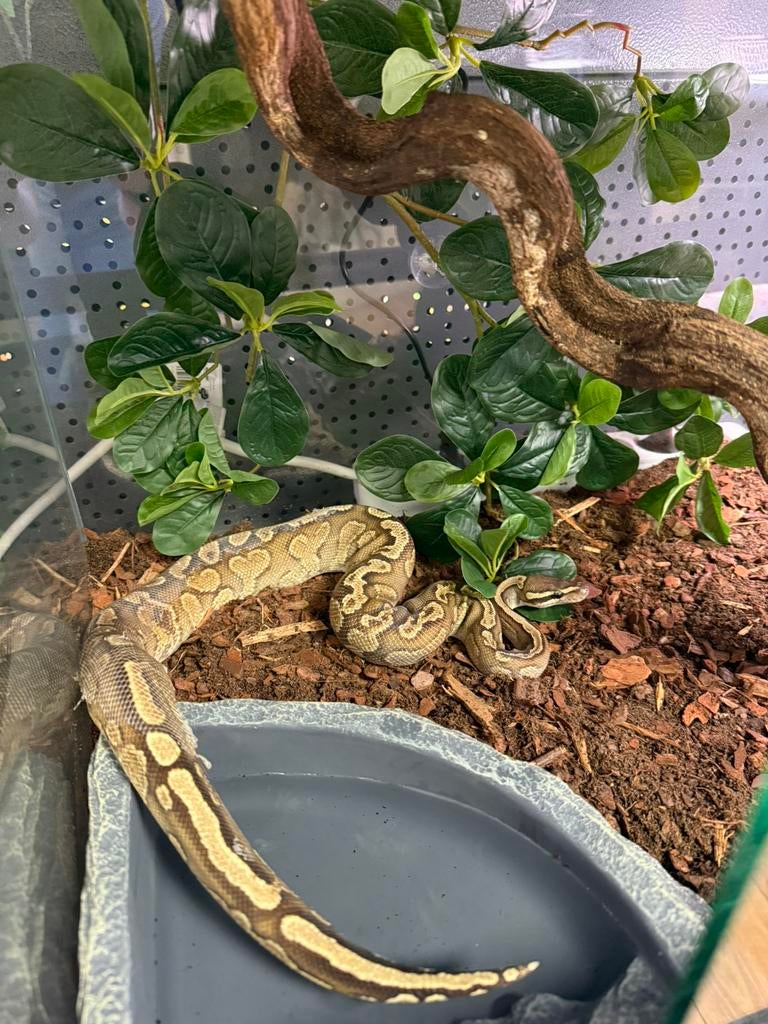 Python regius - Koningspython, Slang, Met terrarium