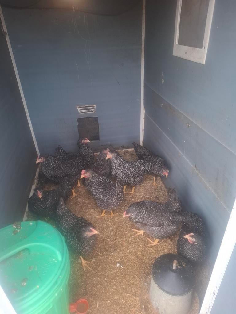 Koekoek hennen, Vrouwelijk, Kip