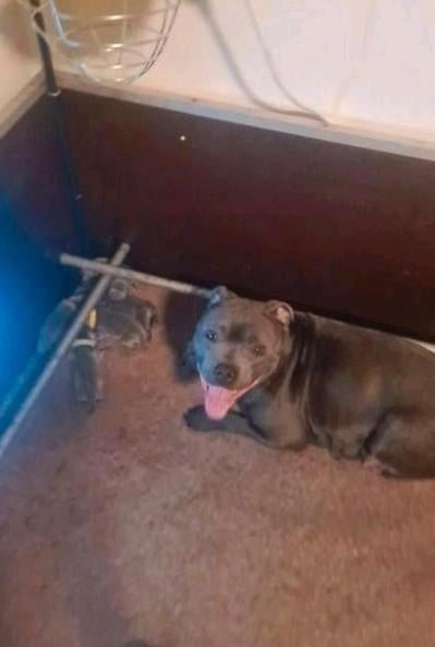 Engelse Stafford  Bullterriër pups met FCI stamboom, Bull Terriër, Parvo, 8 tot 15 weken, Meerdere