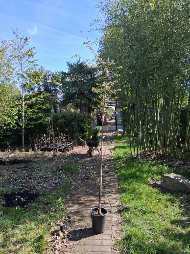 Zelkova serrata in grote kweekpot, Tuin en Terras, Planten | Bomen, Ophalen, Volle zon, Overige soorten