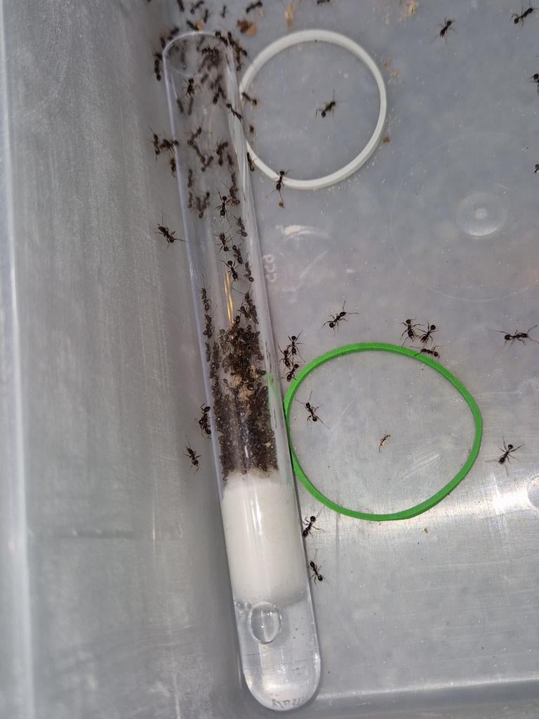 Aphaenogaster gibossa 1q 50-100w | mieren ants mierenkolonie, Dieren en Toebehoren, Insecten en Spinnen, Mieren
