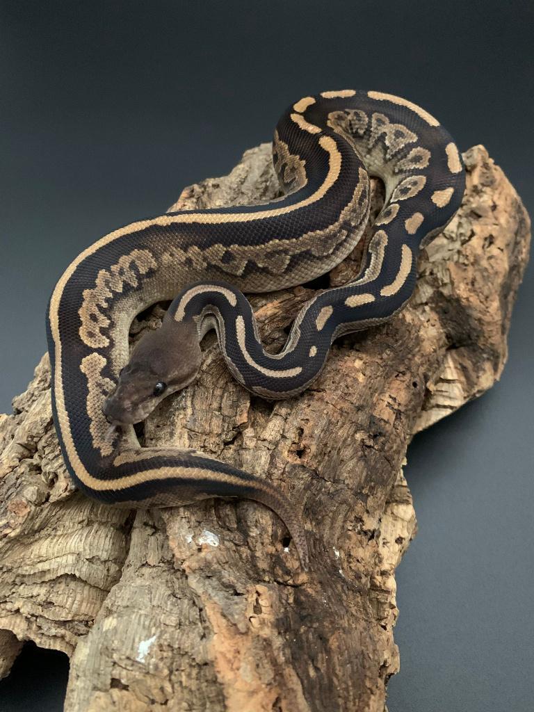 0.1 copper cinnamon het pied python regius, Dieren en Toebehoren, Slang, 0 tot 2 jaar