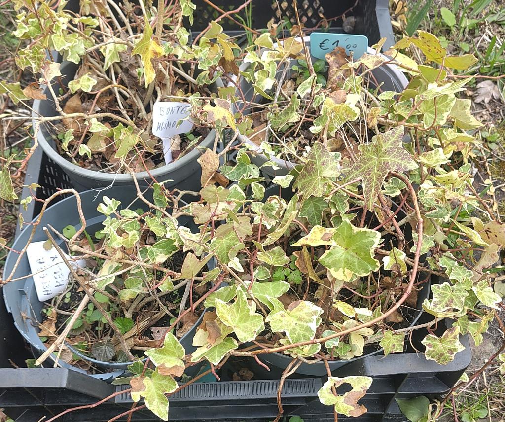 Tuin = Klimplant = Hedera Helix - Klimop Bont, Ophalen, Vaste plant, Bloeit niet, Halfschaduw