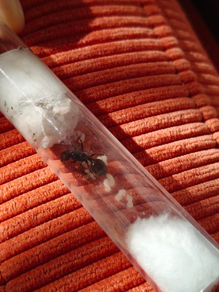 Messor Barbarus (+bi-color) mieren konining/kolonie te koop, Dieren en Toebehoren, Insecten en Spinnen
