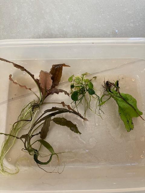 Aquarium planten (cryptos, echinodorus, anubias), Ophalen, Zo goed als nieuw, Plant(en), Steen of Hout