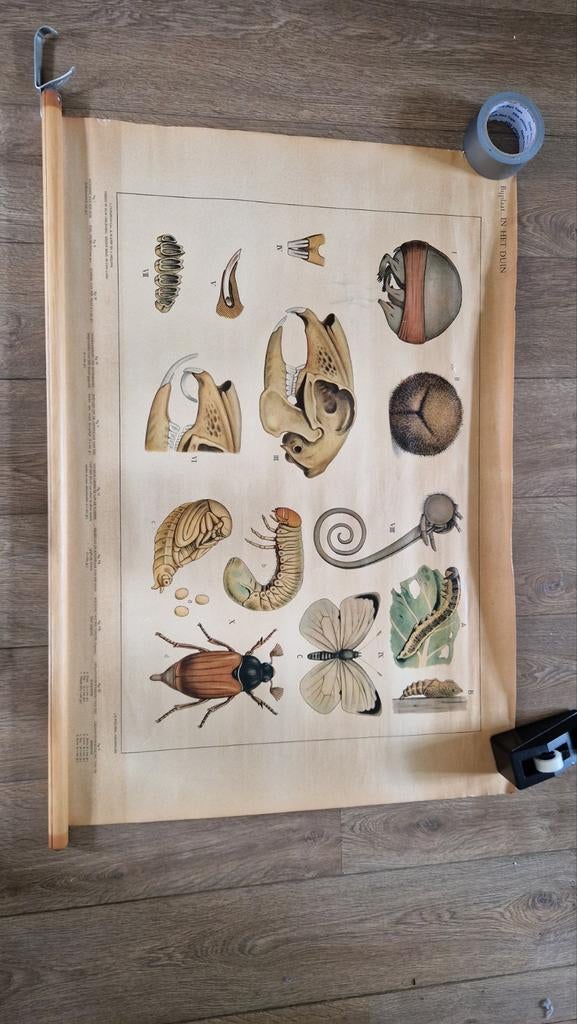 Vintage Biologie Schoolplaat - Insecten in het Duin, Ophalen of Verzenden, Natuur en Biologie
