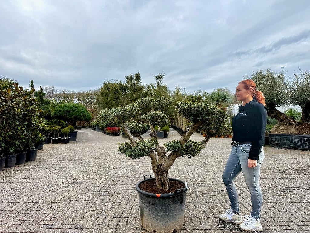Olijfboom - Olea europaea pon pon te koop bij Palmexpert, Ophalen of Verzenden, 100 tot 250 cm, Olijfboom, Zomer
