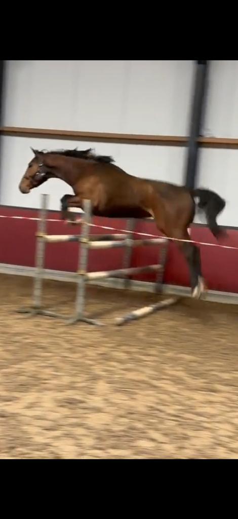 3-jarige hengst uit een fantastische moederlijn, Dieren en Toebehoren, Paarden, Springpaard, Met stamboom, Hengst, 3 tot 6 jaar