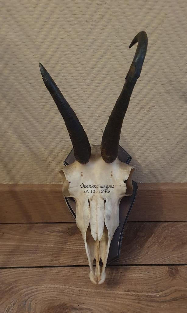jacht trofee van een gemsbok uit 1979 op een houten schild, Ophalen of Verzenden, Gebruikt, Wild dier, Gewei of Kop
