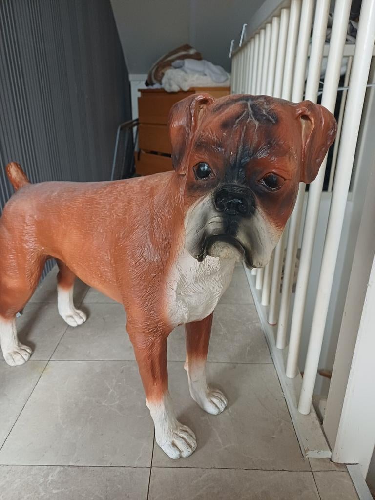 boxer beeld op ware grootte, Ophalen of Verzenden, Dier