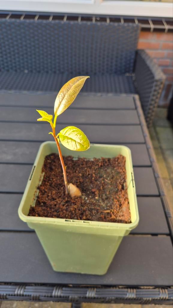 Jonge avocadoboom in pot, Ophalen, Minder dan 100 cm, Overige soorten, In pot