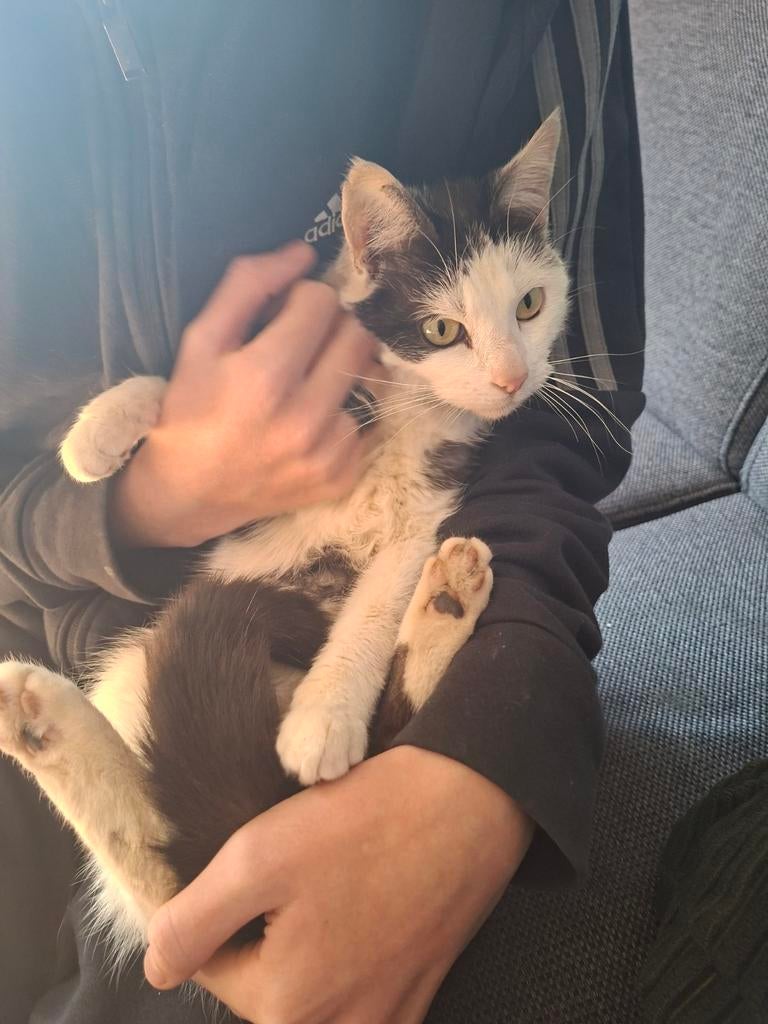 Pip en Nala 2 lieve poezen, Poes, Kortharig, 0 tot 2 jaar