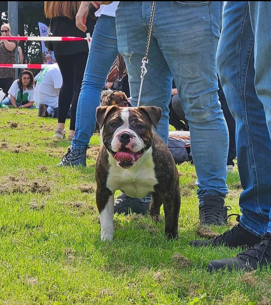 DeVaDaBulls zoekt nieuwe huisje, Overige rassen, CDV (hondenziekte), Meerdere, Meerdere dieren