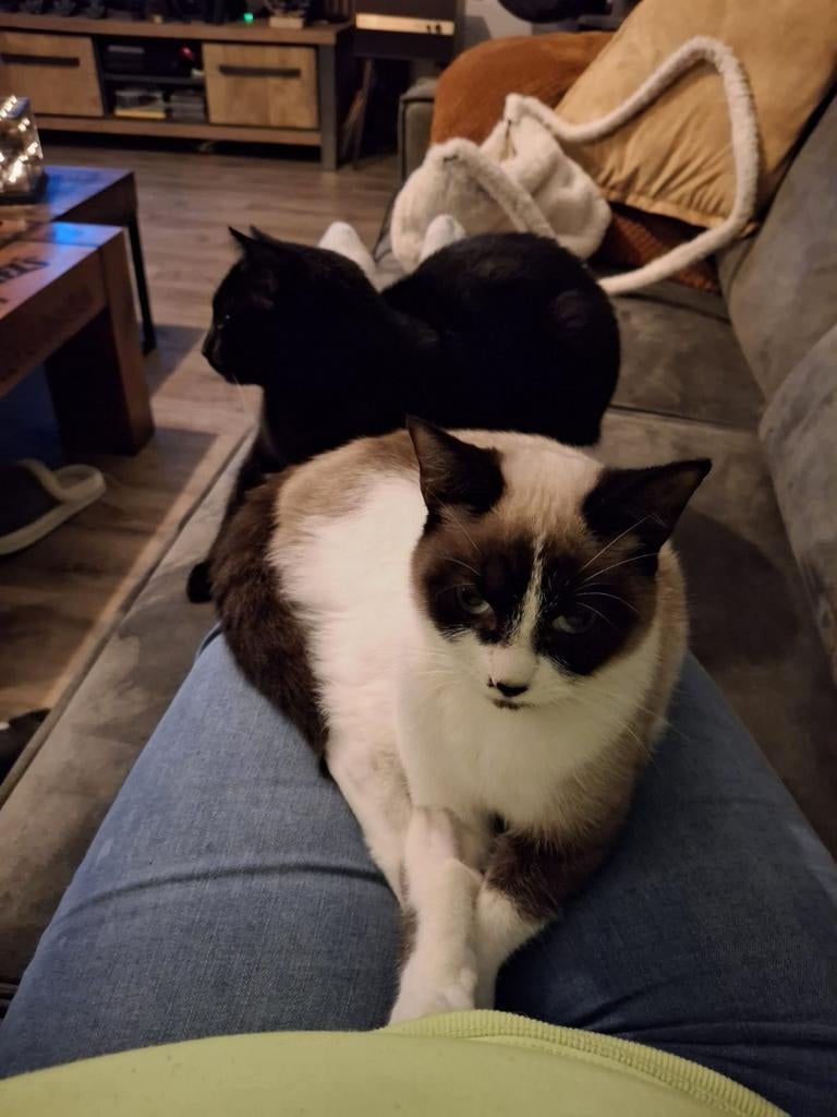 Twee Siamese poezen broer en zus, Meerdere dieren