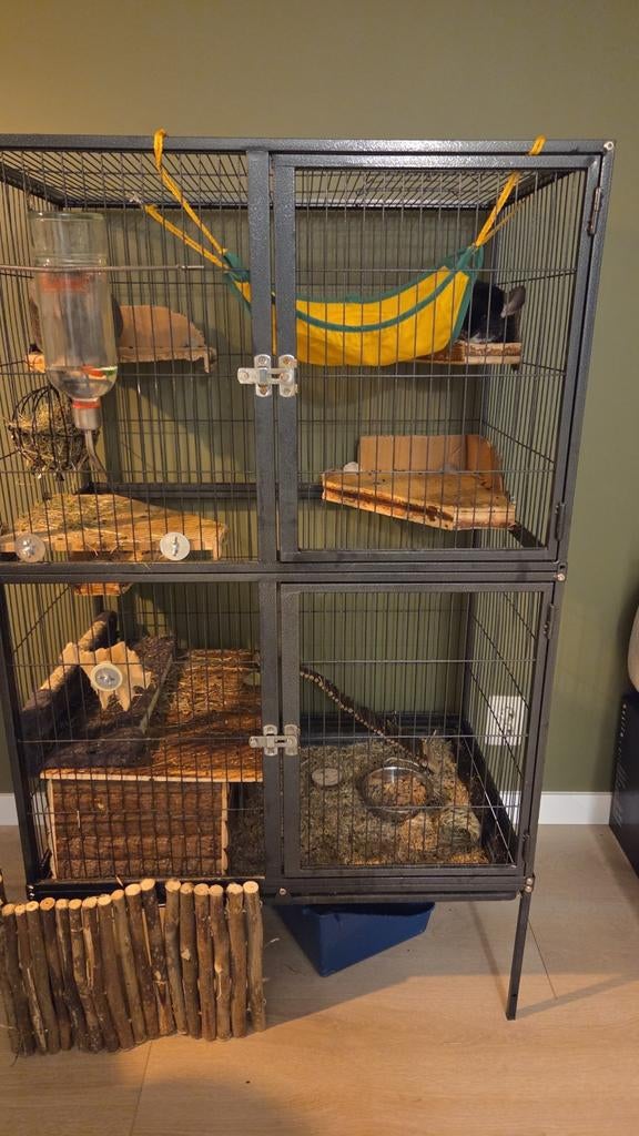 Chincillas, Januari, Vrouwelijk