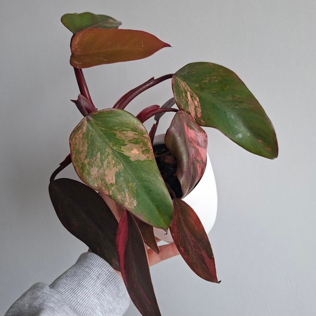 Philodendron Strawberry shake plant, Ophalen of Verzenden, Halfschaduw, Minder dan 100 cm