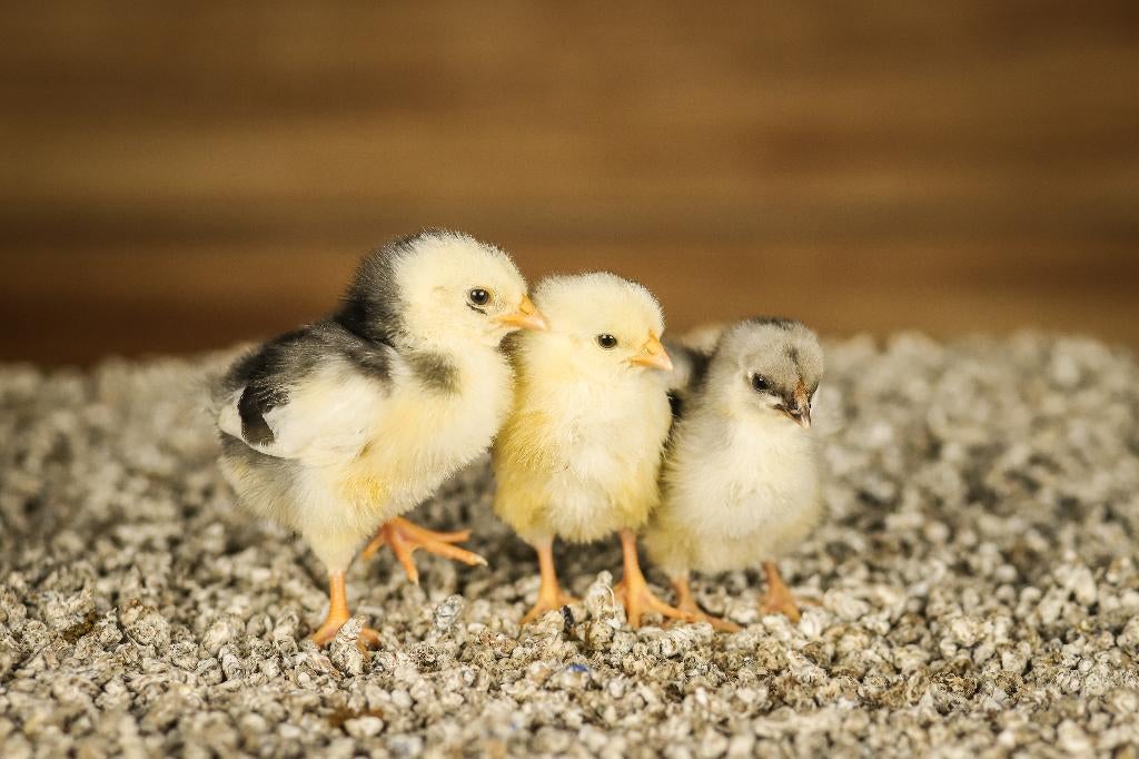 Wyandotte kriel kippenkuikens | Gesekst en Ingeënt, Vrouwelijk, Kip