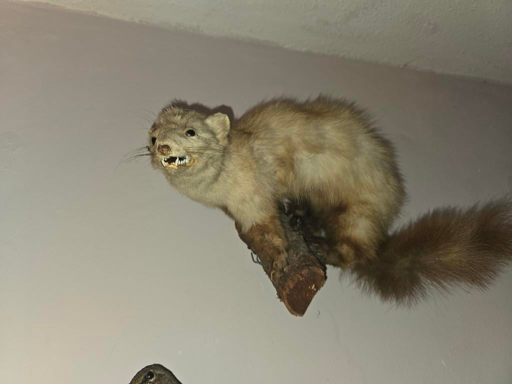 Antieke Opgezette steenmarter, Verzamelen, Dierenverzamelingen, Ophalen of Verzenden