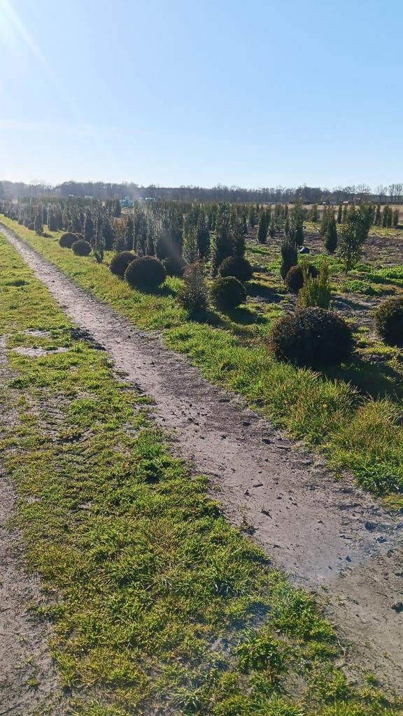 Restpartij taxus bol en struik, Tuin en Terras, Planten | Struiken en Hagen, Ophalen of Verzenden, Taxus