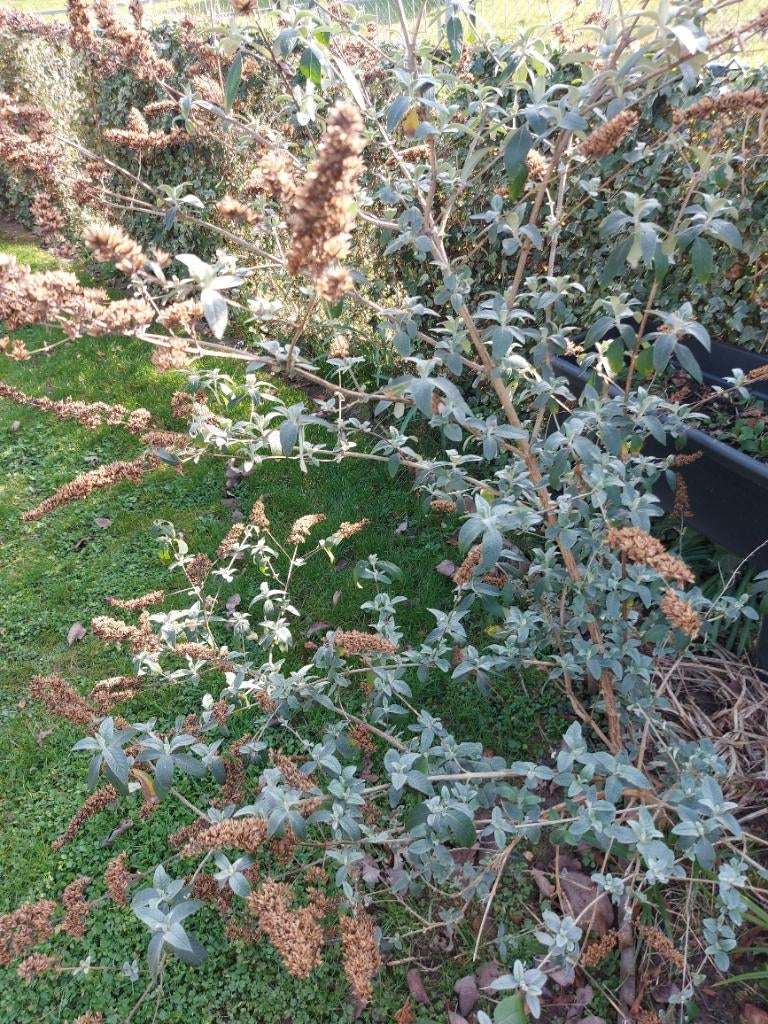 Vlinderstruik, Tuin en Terras, Planten | Struiken en Hagen, Ophalen, Vlinderstruik, Struik, 100 tot 250 cm