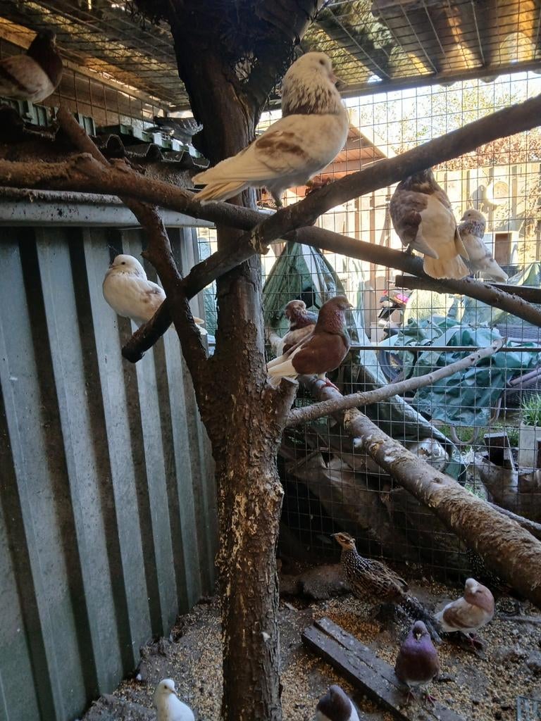 Gelderse slenk, Meerdere dieren, Overige soorten