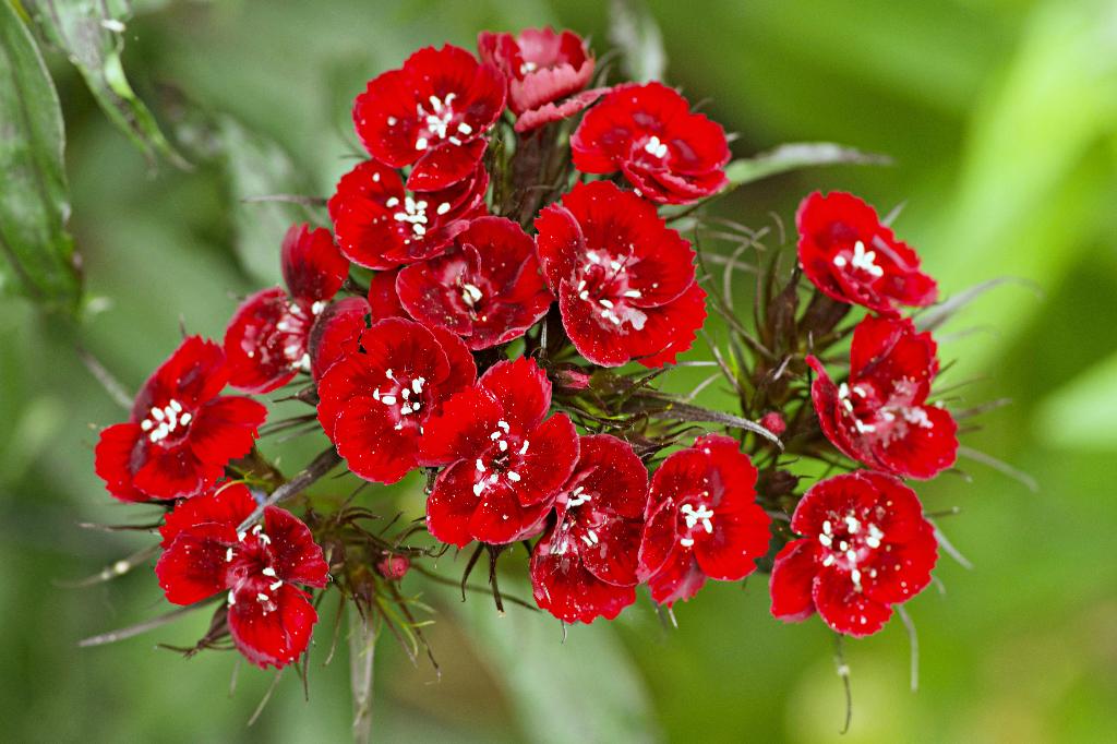 Zaden duizendschoon rood (Dianthus barbatus), Tuin en Terras, Bloembollen en Zaden, Zaad, Voorjaar, Volle zon, Ophalen of Verzenden