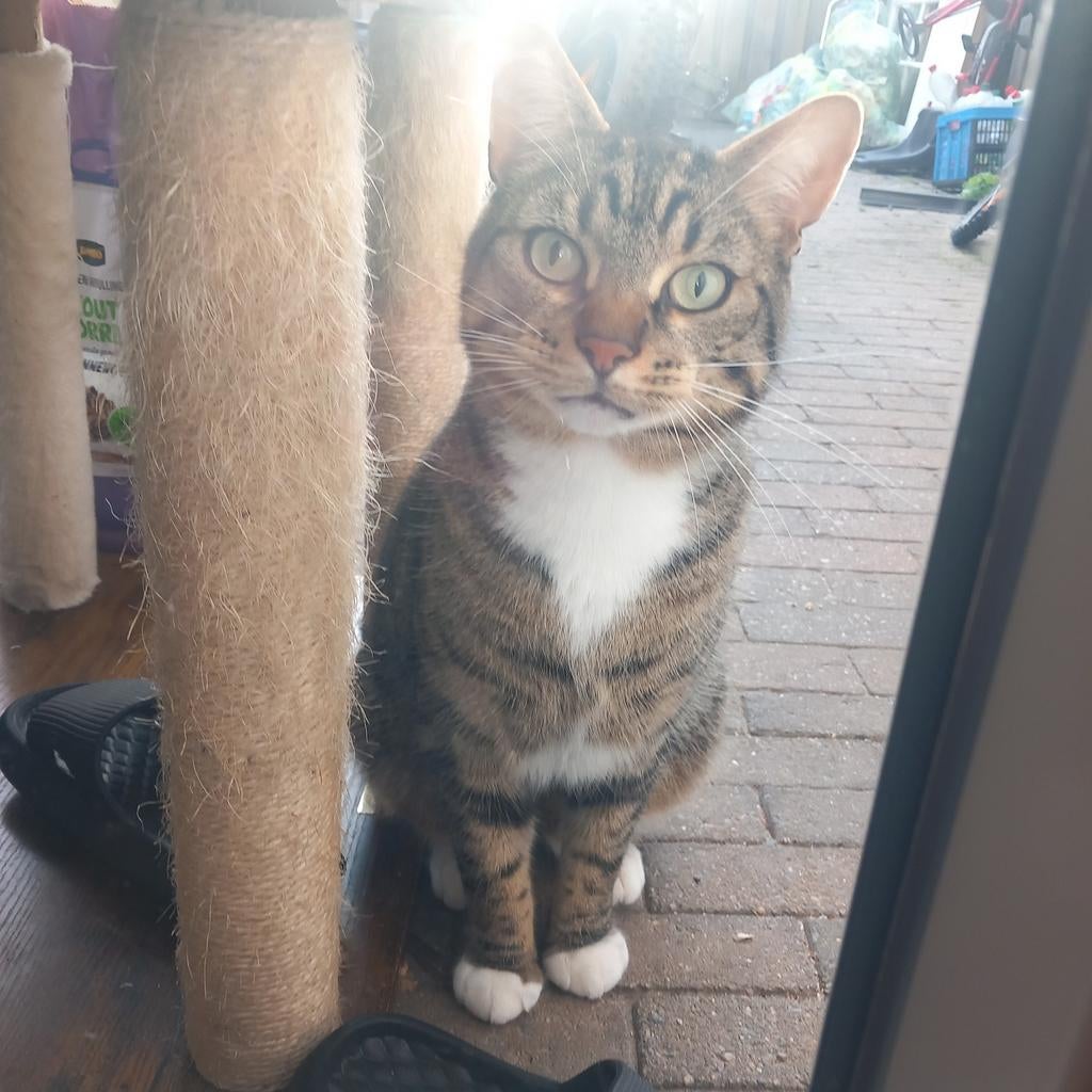 Lieve katers simba en zazu zoeken nieuw liefdevol huisje, Kater