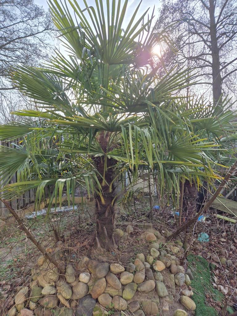 Twee prachtige palmbomen te koop - Zelf uitgraven!, Ophalen, Vaste plant, Overige soorten