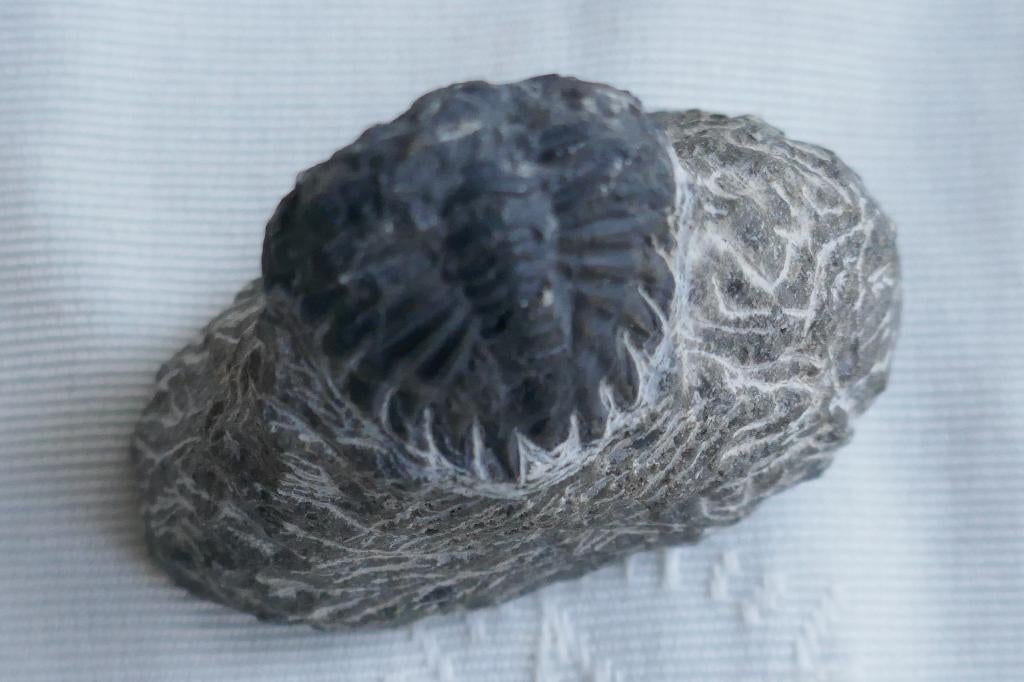 Trilobiet Fossiel, Verzenden, Fossiel