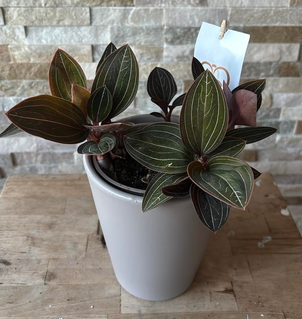 Jewel orchidee in pot, Overige soorten, In pot, Minder dan 100 cm, Bloeiende kamerplant