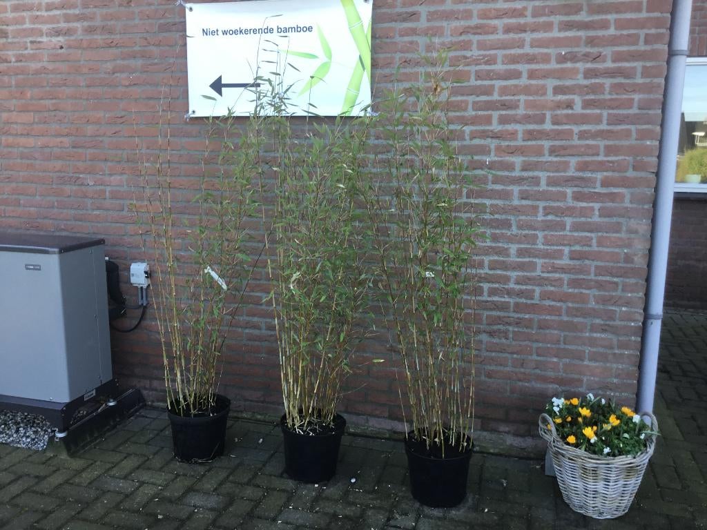 Fargesia nitida Dawei, niet woekerende bamboe!!!, Ophalen, Bamboe, Haag, 250 cm of meer