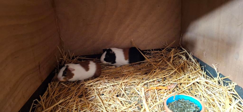 2 cavia beertjes, Dieren en Toebehoren, Knaagdieren, April, Mannelijk, Cavia