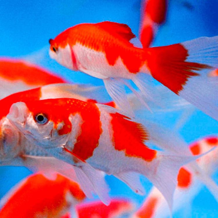 Sarasa goudvissen ca 15–18 cm - Koidream Valburg