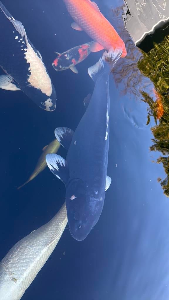 Koi doitsu magoi 76cm, Karper of Koi