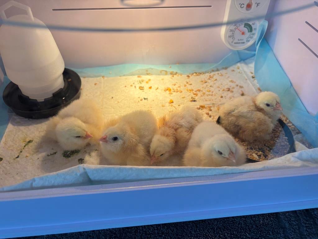 Faverolle kuikens, Meerdere dieren, Kip