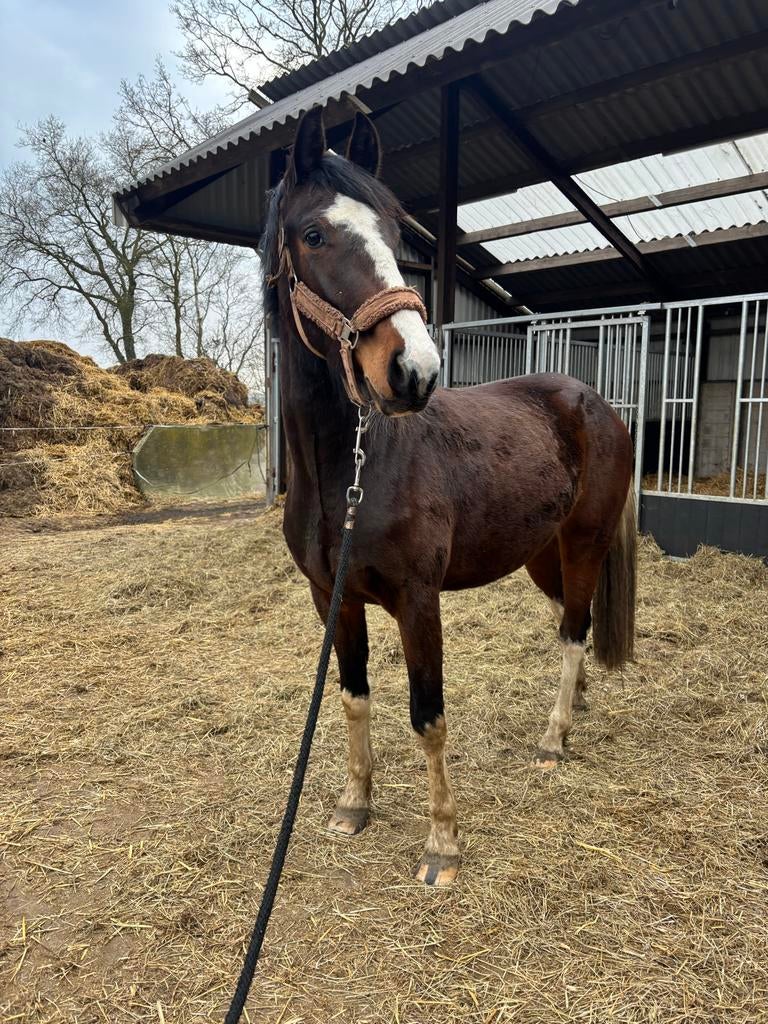 3 jarige bonte ruin, Gechipt, Ruin, 3 tot 6 jaar, 160 tot 165 cm