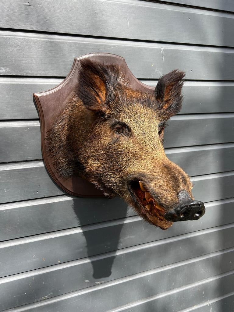 Grote Zwijnenkop, Ophalen of Verzenden, Wild dier, Opgezet dier