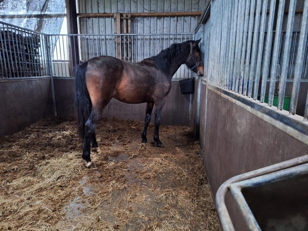 Hengst, Dieren en Toebehoren, Hengst