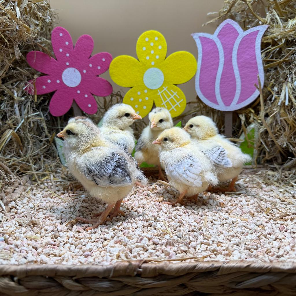 Jonge tamme Sussex kuikens gesekst & ingeënt, Dieren en Toebehoren, Pluimvee, Vrouwelijk, Kip