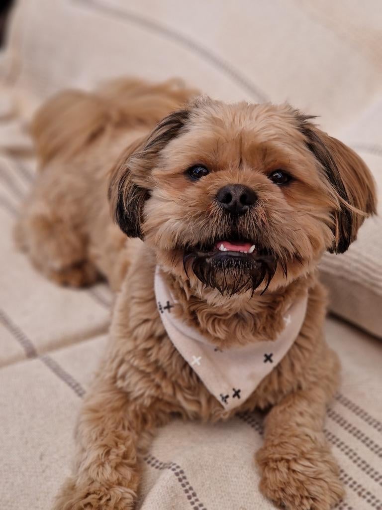 Dekreu mailo NIET TE KOOP, Dieren en Toebehoren, Reu, 1 tot 2 jaar, Parvo, Eén hond