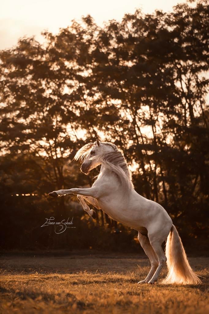 Te koop prachtige PRE sprookjes hengst, Dieren en Toebehoren, Hengst, 160 tot 165 cm, Dressuurpaard, 11 jaar of ouder