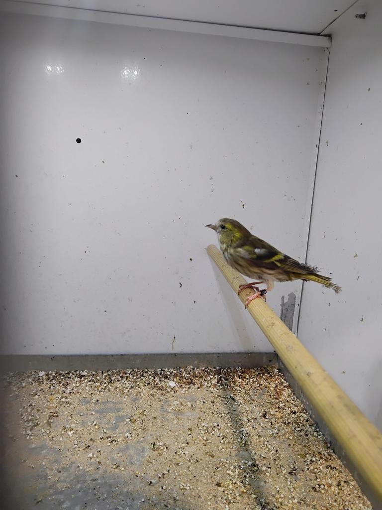 Mooie sijs pop split isabel, Dieren en Toebehoren, Vogels | Kanaries, Mannelijk, Bastaard