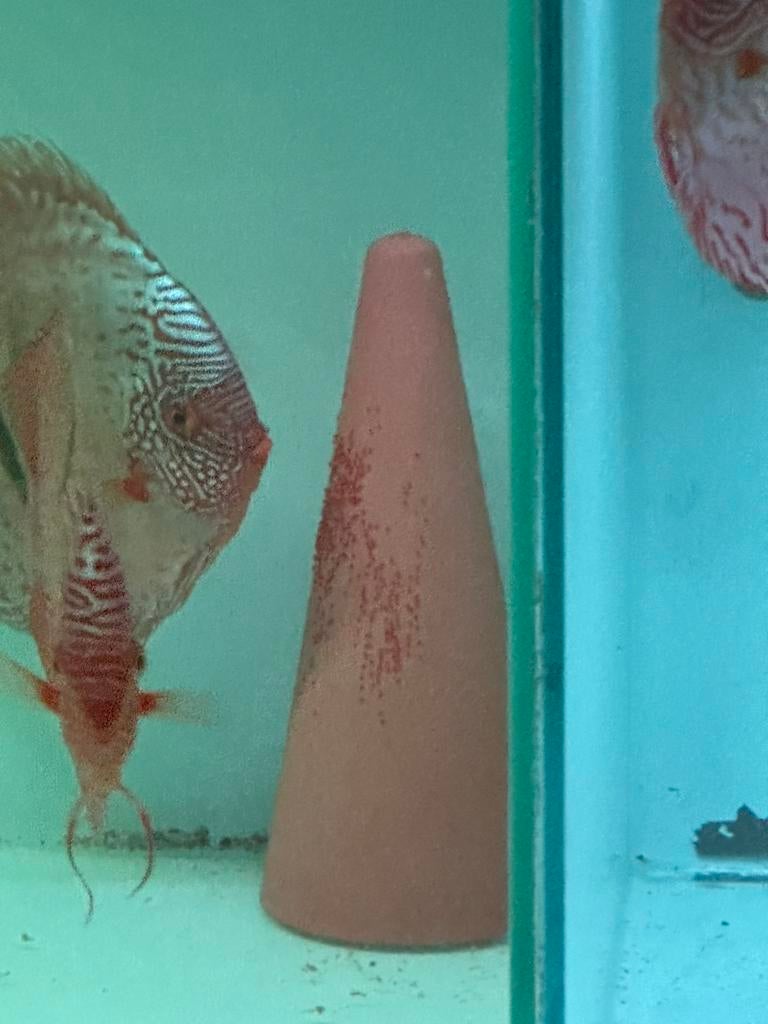 Discusvissen bij discussven, Vis