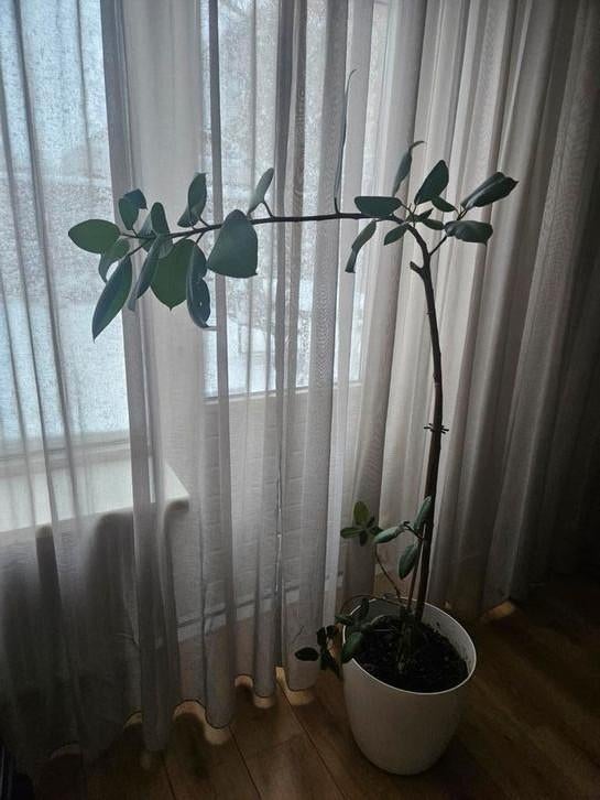 Ficus plant, Huis en Inrichting, Kamerplanten, Ophalen of Verzenden, Ficus, Halfschaduw, Minder dan 100 cm
