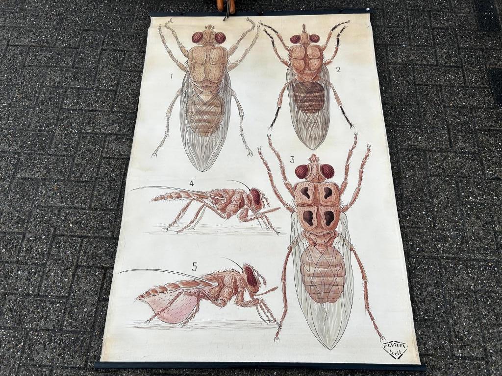 Oude schoolplaat met insecten, Ophalen of Verzenden, Natuur en Biologie