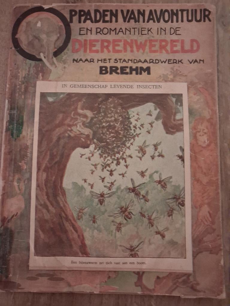 IN GEMEENSCHAP LEVENDE INSECTEN , BIJEN MIEREN TERMIETEN, Ophalen of Verzenden, Gelezen